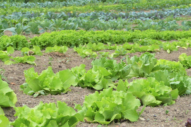 Integrated Farming System 