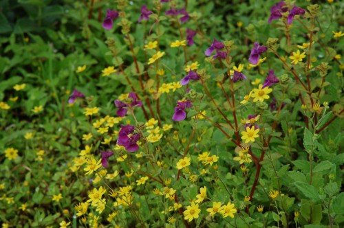 2021 Community Dialogue at KAAS Plateau
