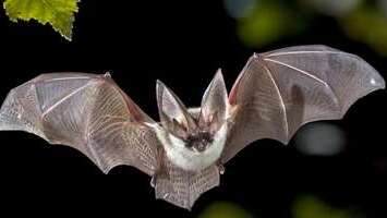 Do you think bat viruses, like Coronavirus are also the result of their habitat disruption?